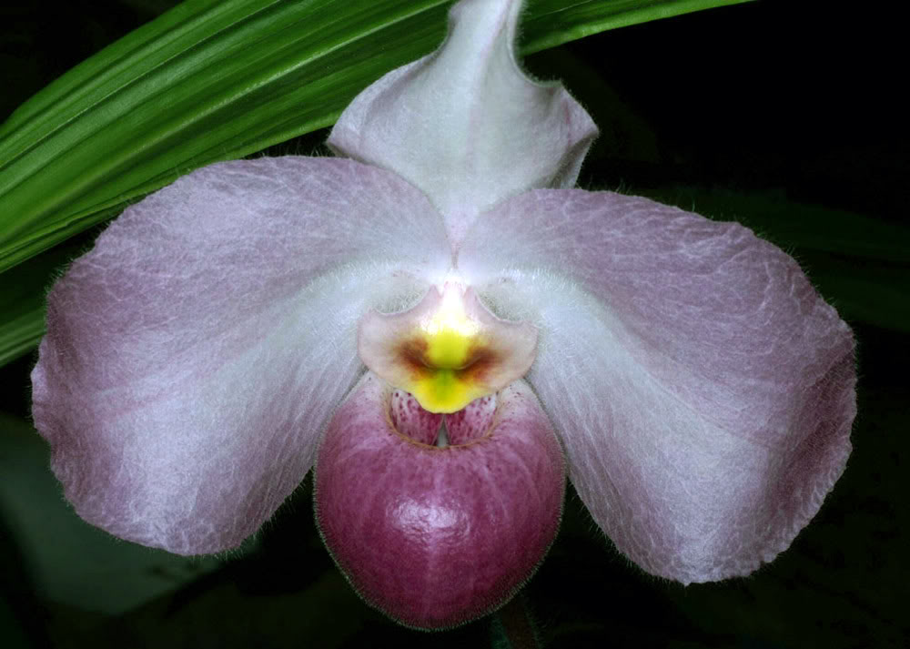 ho chi minh orchid