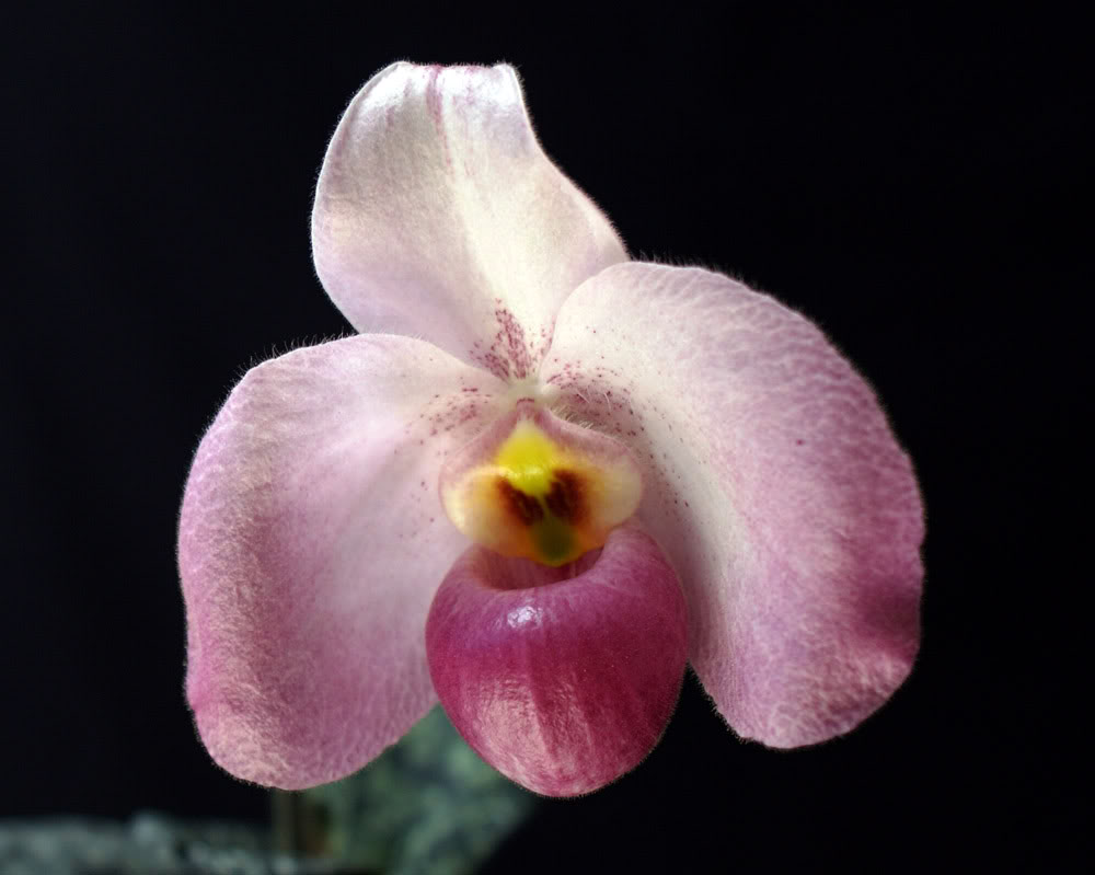 ho chi minh orchid