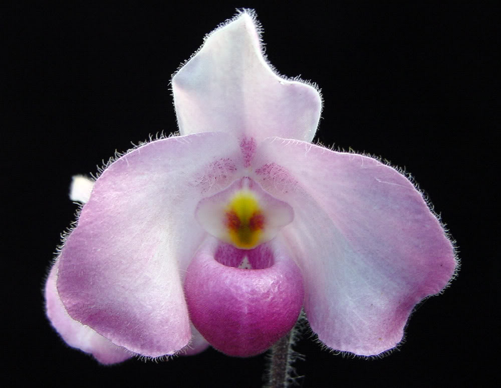 ho chi minh orchid