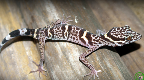 geckos, new species, vietnam