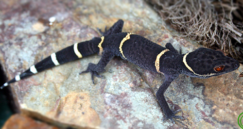 geckos, new species, vietnam