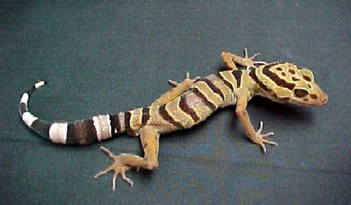 geckos, new species, vietnam