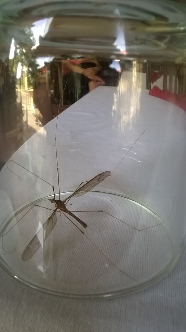 Giant mosquito