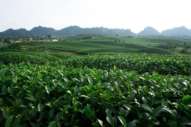 tea hills in Moc Chau