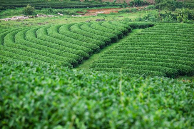 tea hills in Moc Chau