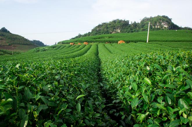 tea hills in Moc Chau