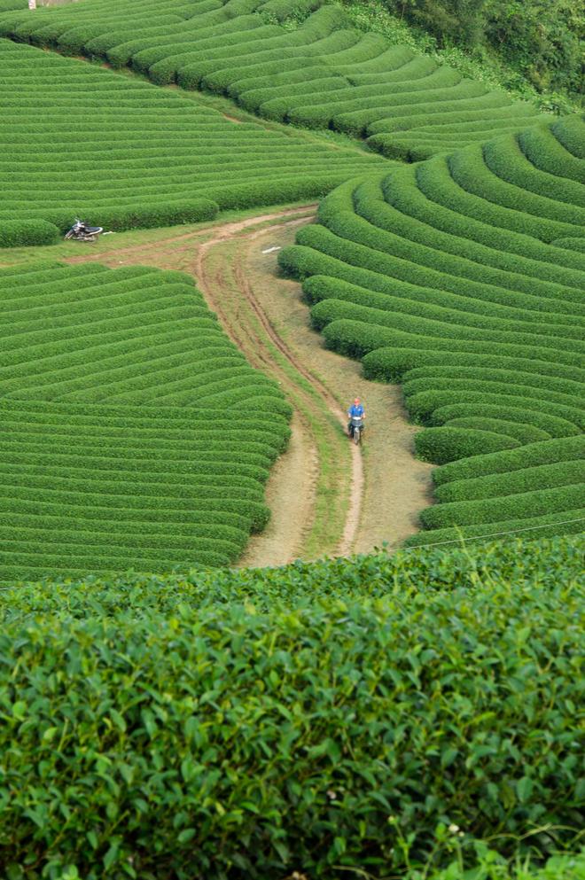 tea hills in Moc Chau