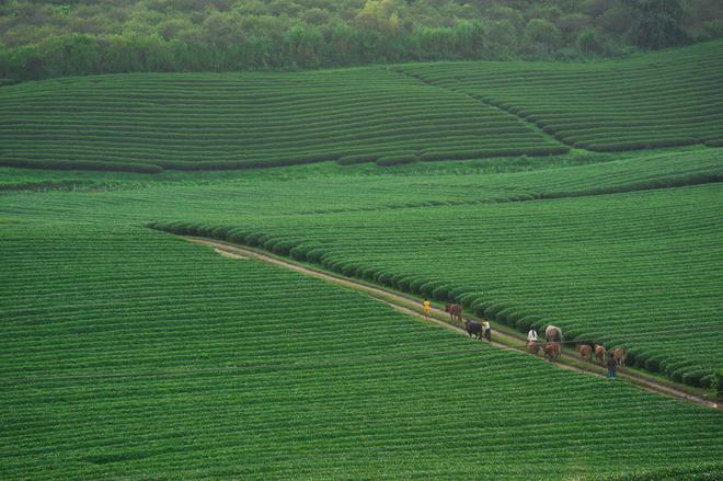 tea hills in Moc Chau