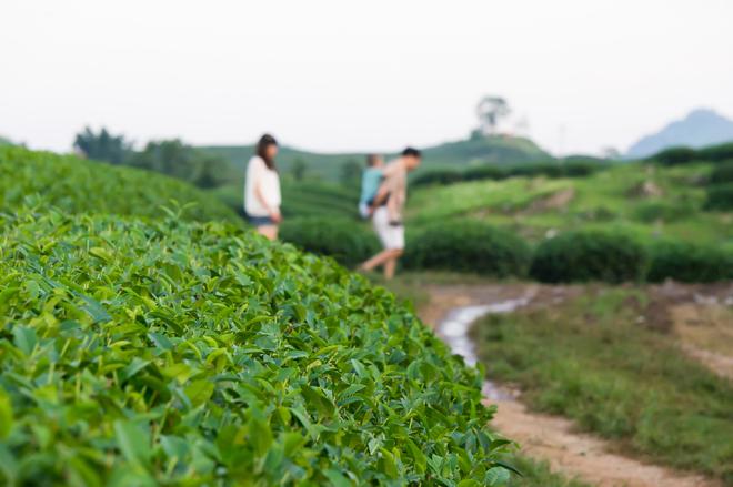 tea hills in Moc Chau