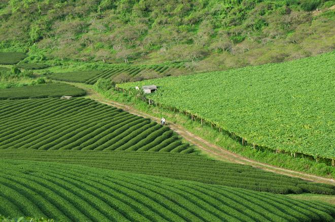 tea hills in Moc Chau