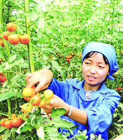 Agriculture industry, Viet Nam, agricultural products, dairy farming project