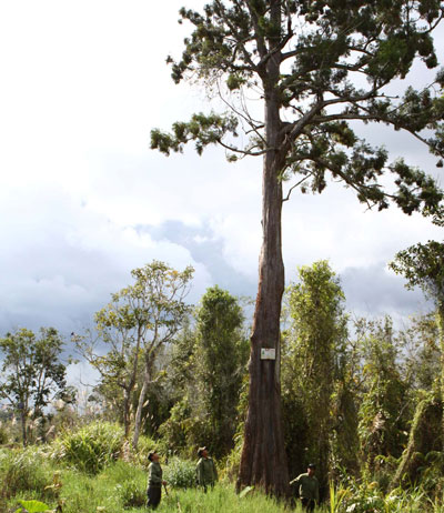 Rare yew trees, Da Lat, pine trees