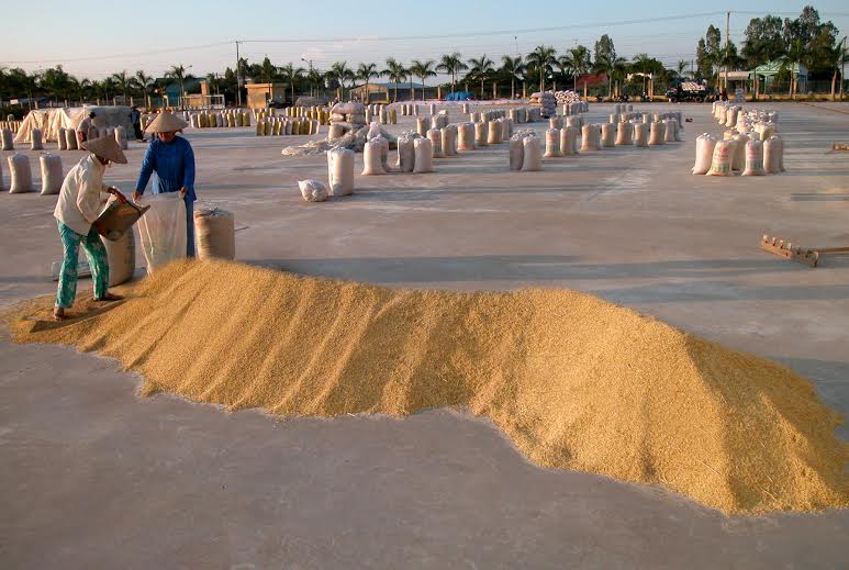 rice export, vietnamese rice, rice farmers, mekong delta