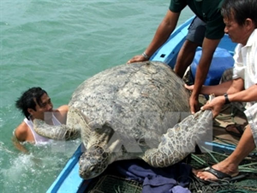 Con Dao National Park, sea turtles, DNA structure