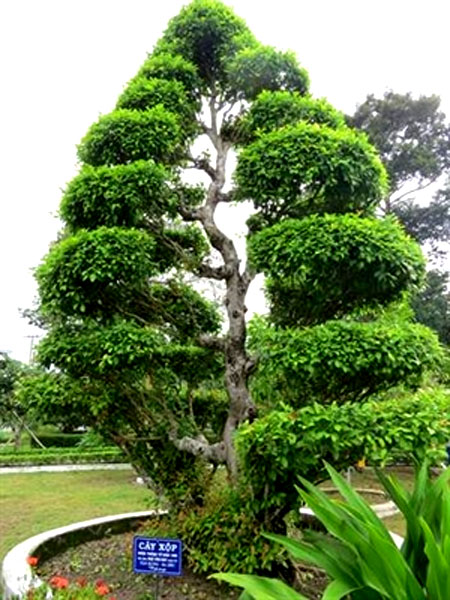 Dong Thap, ancient trees, national heritage trees