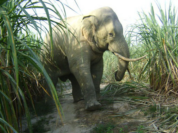 Dong Nai Natural and Cultural Reserve, elephant preservation