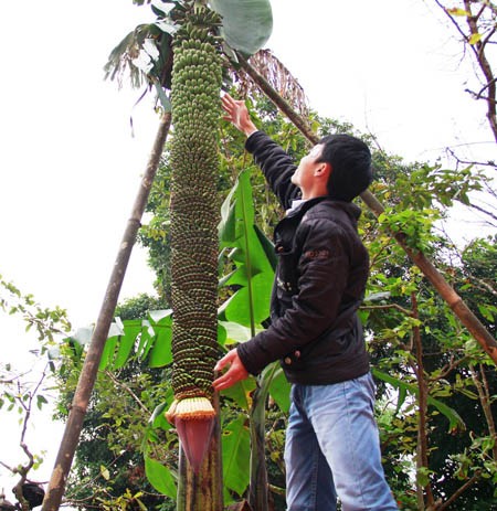 most special trees and fruits in 2014 in vietnam