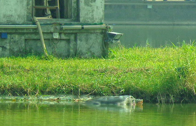 legendary turtle, hoan kiem turtle