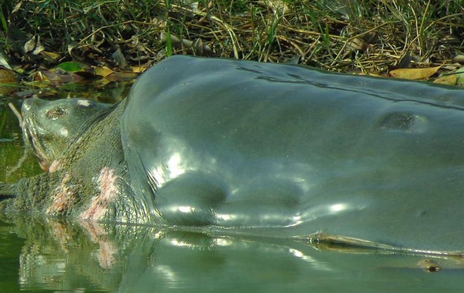 legendary turtle, hoan kiem turtle