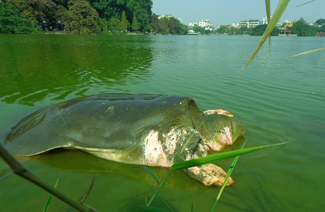 legendary turtle, hoan kiem turtle