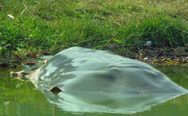 legendary turtle, hoan kiem turtle