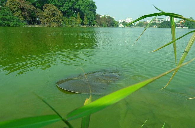 legendary turtle, hoan kiem turtle