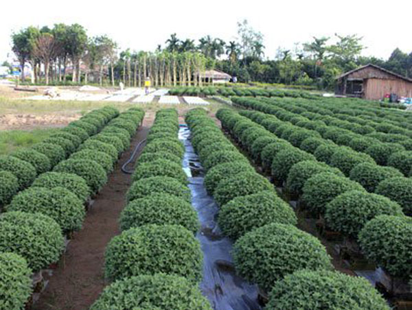 Ben Tre, ornamental plants, ornamental flowers