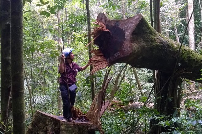 Vietnam, doi seeds, watershed forest