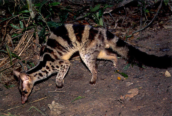 Campaign to conserve Owston's palm civet launched in Vietnam