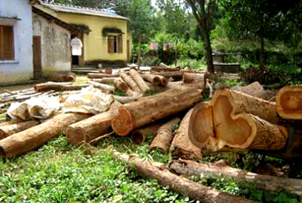 Deforestation continues to deplete nation's wealth