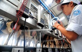 Milk producers try to increase market share with higher number of cows