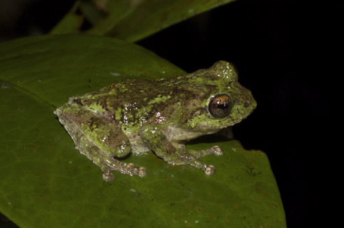 purple tree frog species