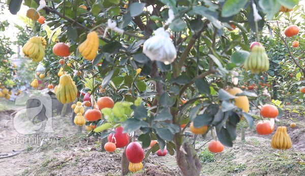 multi-fruit trees