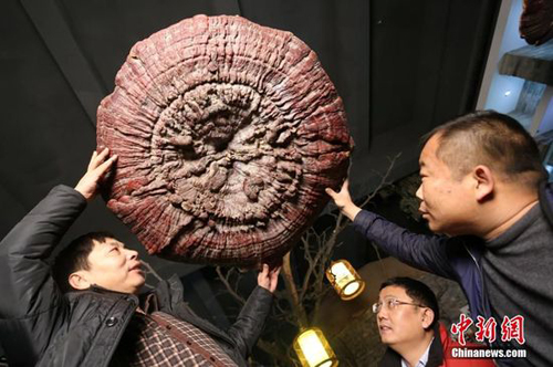 giant linh chi mushrooms, Museum of Zhengzhou