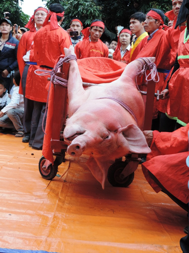 Pig-chopping festival is one of the most brutal: Animals Asia