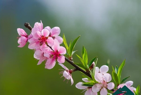 Moc Chau plum flowers