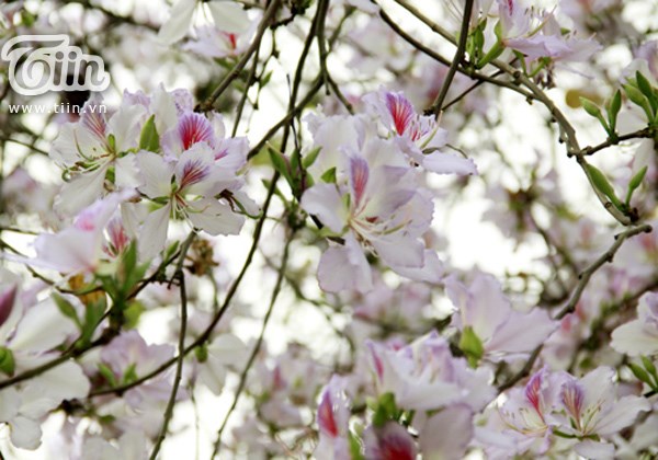 Moc Chau plum flowers