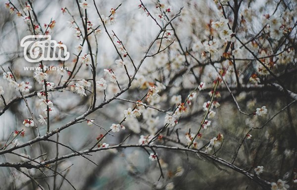 Moc Chau plum flowers