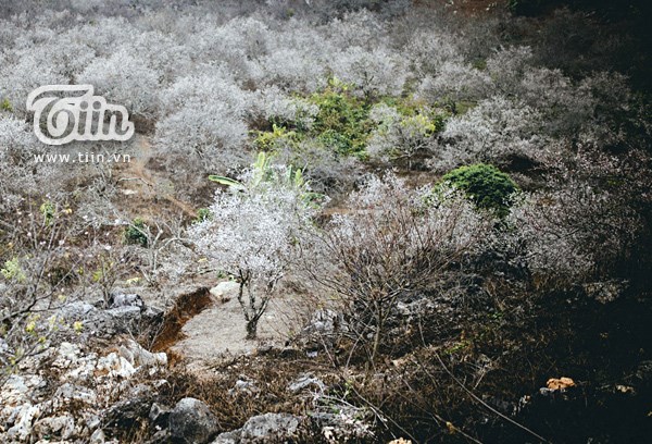 Moc Chau plum flowers