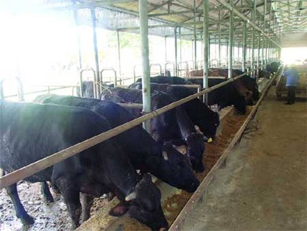 Vietnam, beef cattle farming, Hoang Anh Gia Lai Group