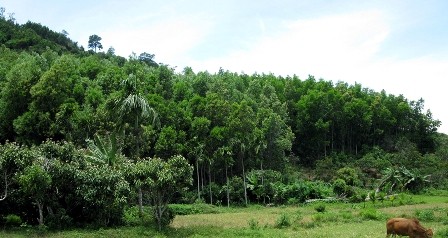 Vietnam, Dak Lak province, forest