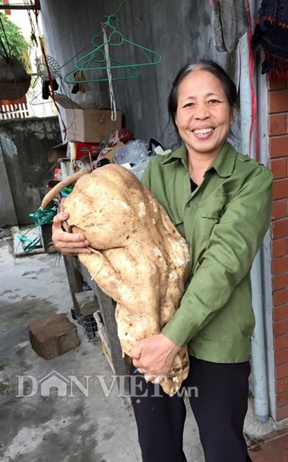 Hai Phong’s woman digs up giant jicama