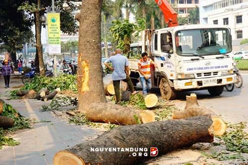 Public opposes Hanoi’s tree-cutting project