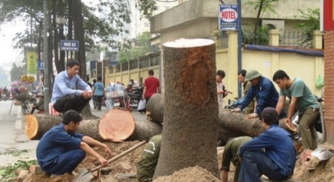 Public opposes Hanoi’s tree-cutting project