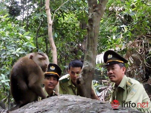 Monkey that bit visitors at tourist site seized by rangers