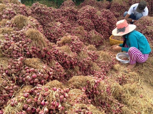 Vietnam’s town with 1,200 blind people: Onion is the culprit?