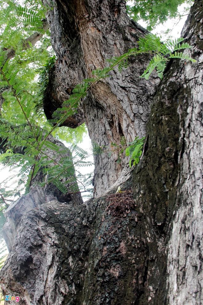 The oldest trees in Saigon