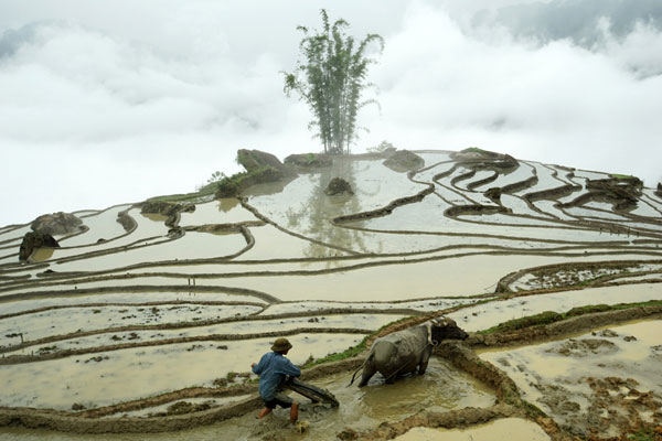 Lao Cai, terraced fields, Bat Xat District