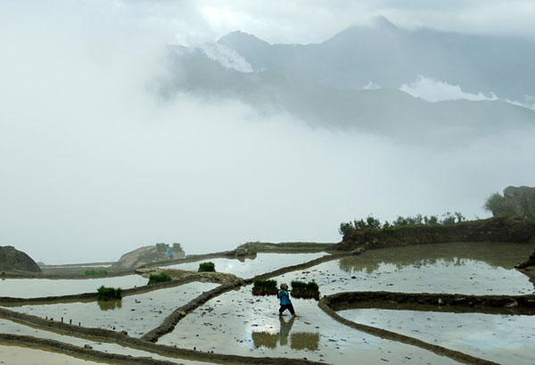 Lao Cai, terraced fields, Bat Xat District