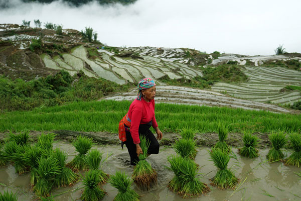 Lao Cai, terraced fields, Bat Xat District